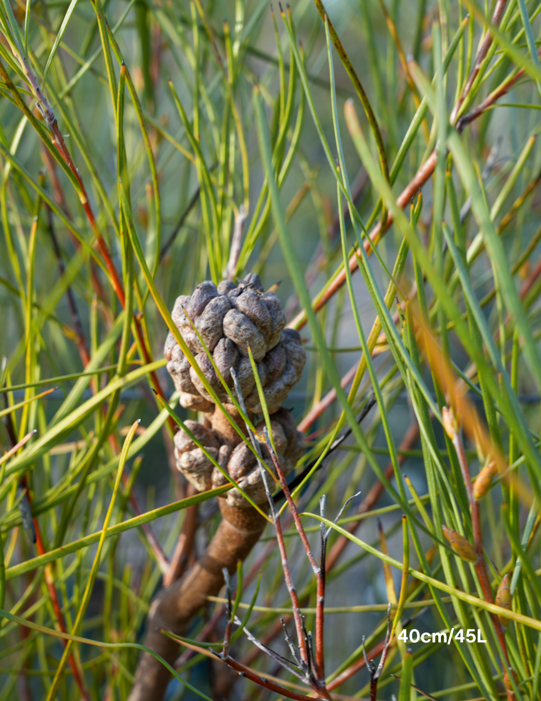 Hakea Bucculenta - Evergreen Trees Direct