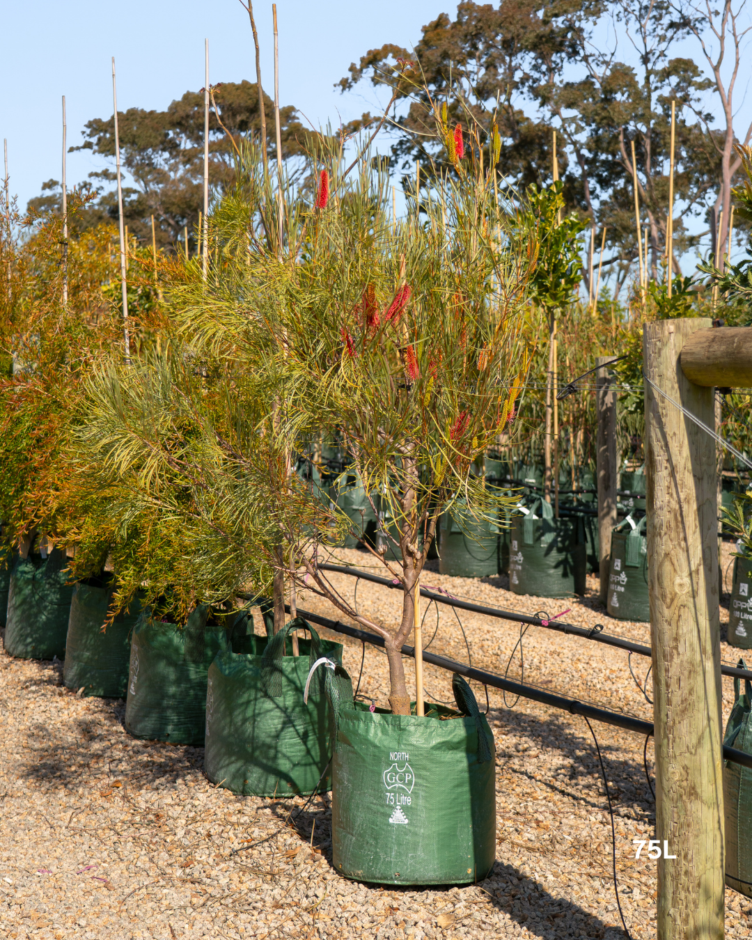 Hakea bucculenta – Red Pokers