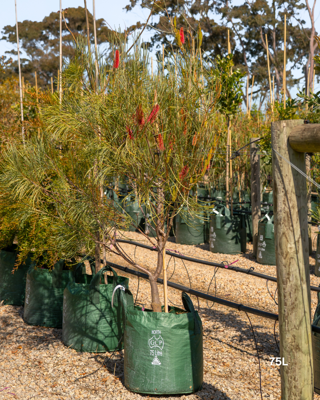 Hakea bucculenta – Red Pokers