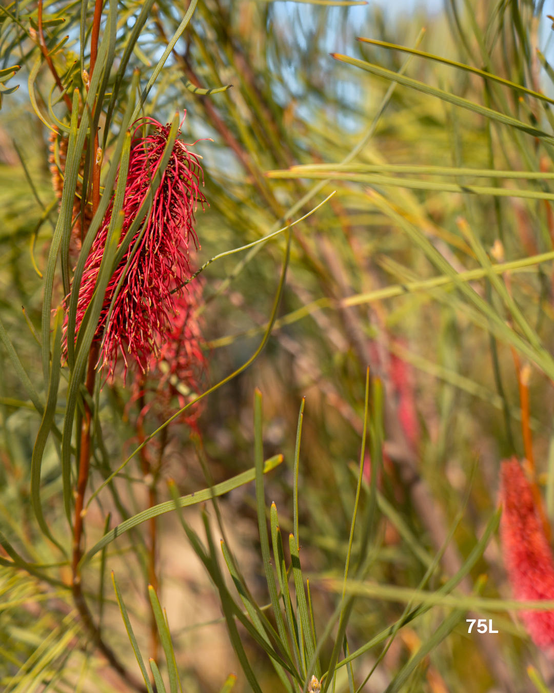 Hakea bucculenta – Red Pokers