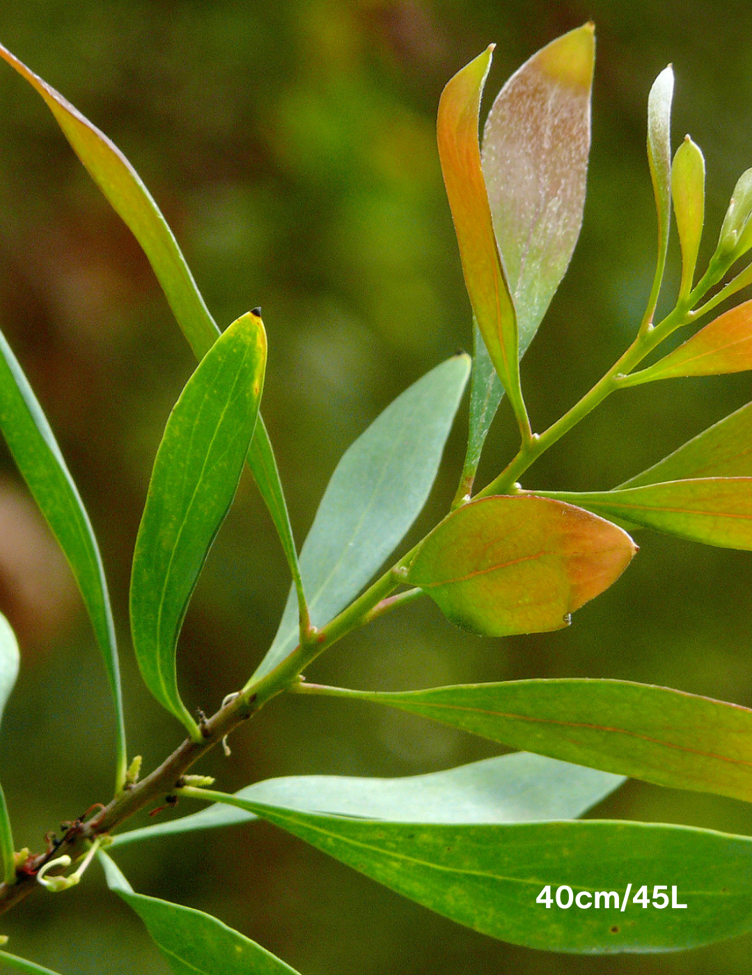 Hakea salicifolia - Evergreen Trees Direct