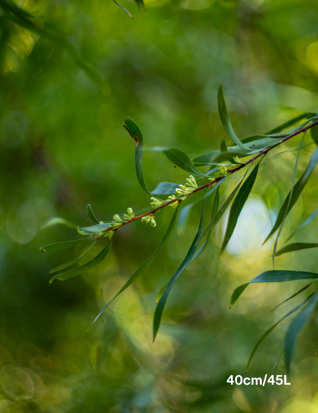 Hakea salicifolia - Evergreen Trees Direct