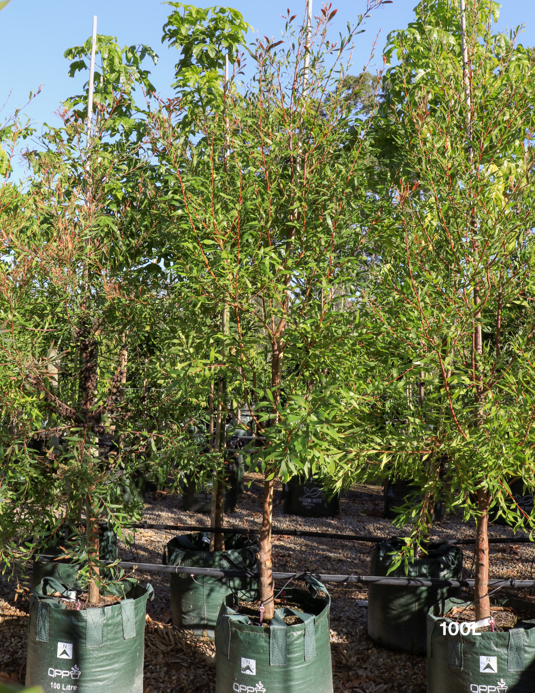 Hakea salicifolia - Willow-leaved Hakea