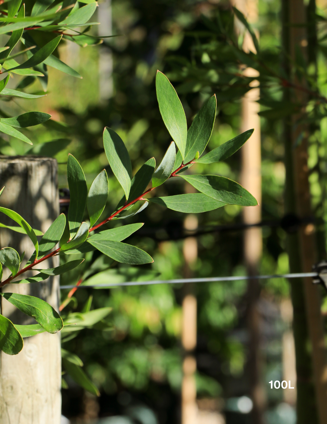 Hakea salicifolia - Willow-leaved Hakea