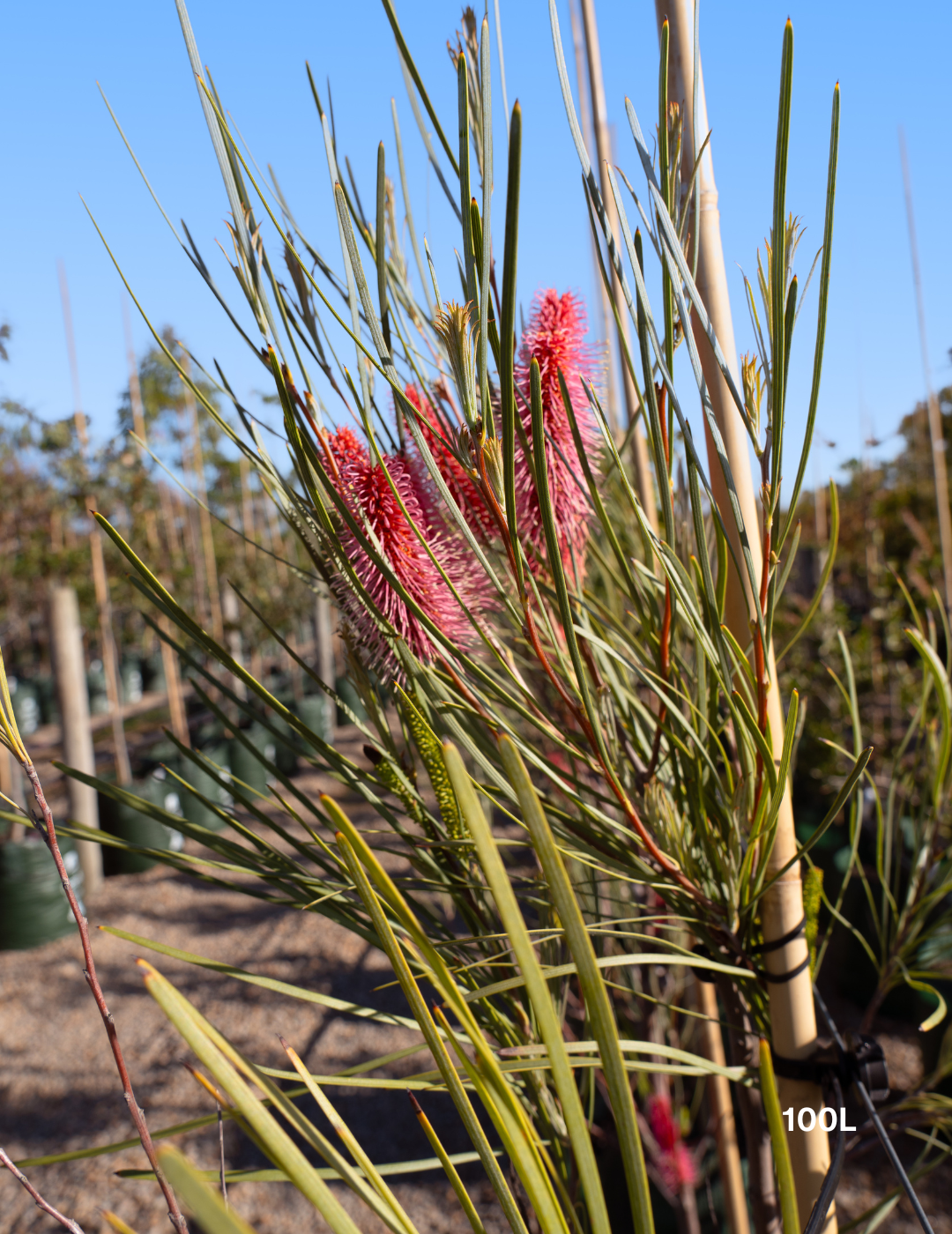 Hakea bucculenta – Red Pokers - Evergreen Trees Direct