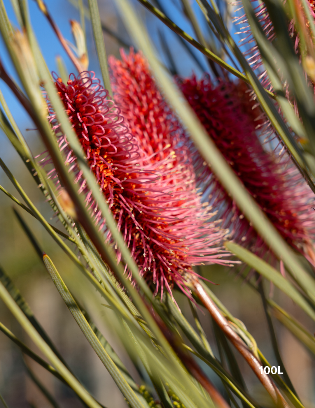 Hakea bucculenta – Red Pokers - Evergreen Trees Direct