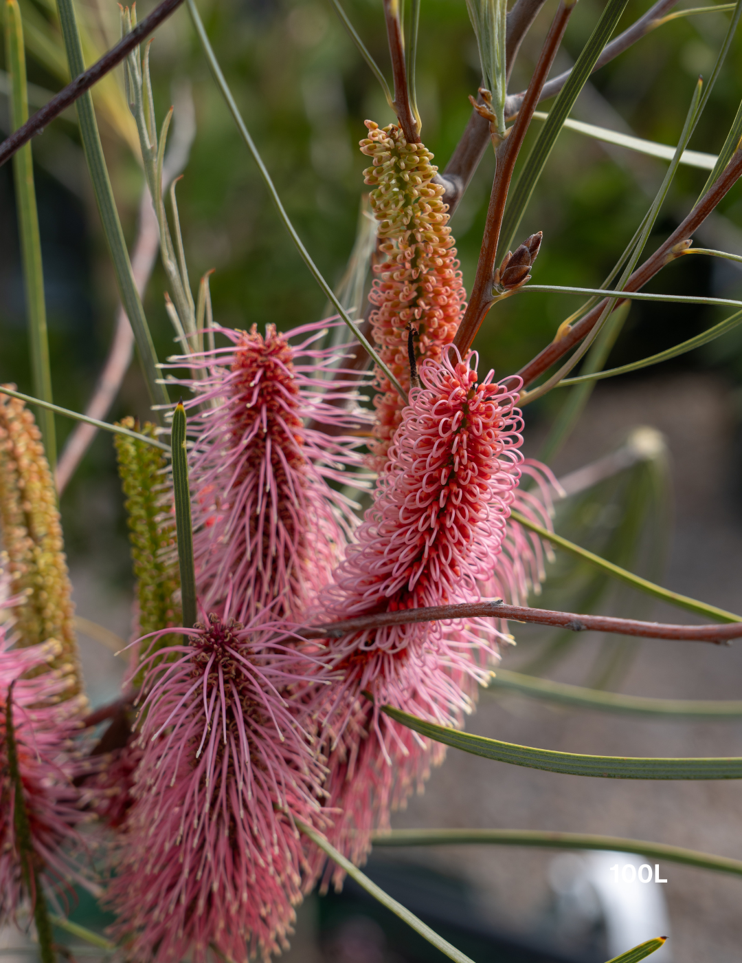 Hakea bucculenta – Red Pokers - Evergreen Trees Direct