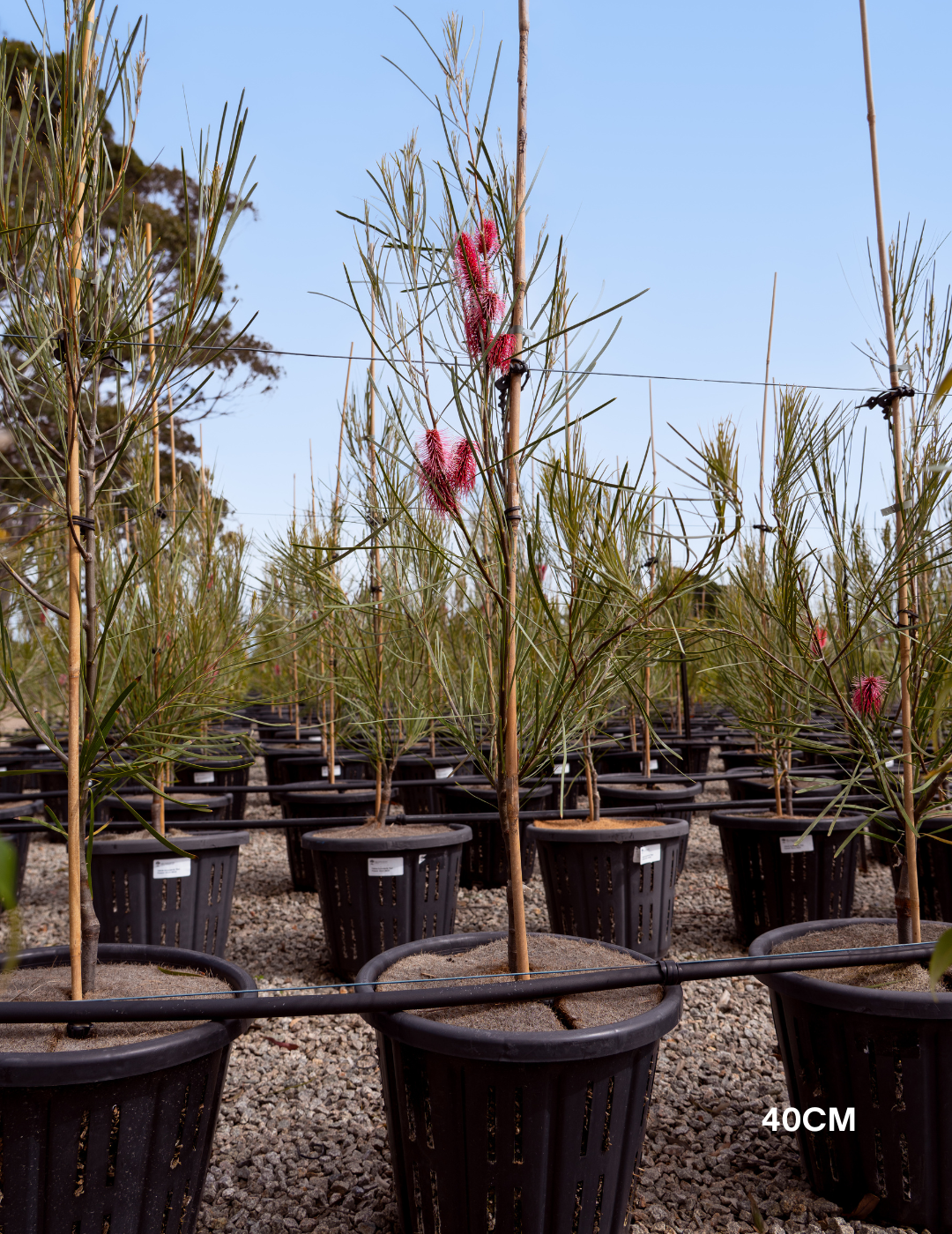 Hakea bucculenta – Red Pokers - Evergreen Trees Direct