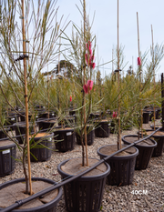 Hakea bucculenta – Red Pokers - Evergreen Trees Direct