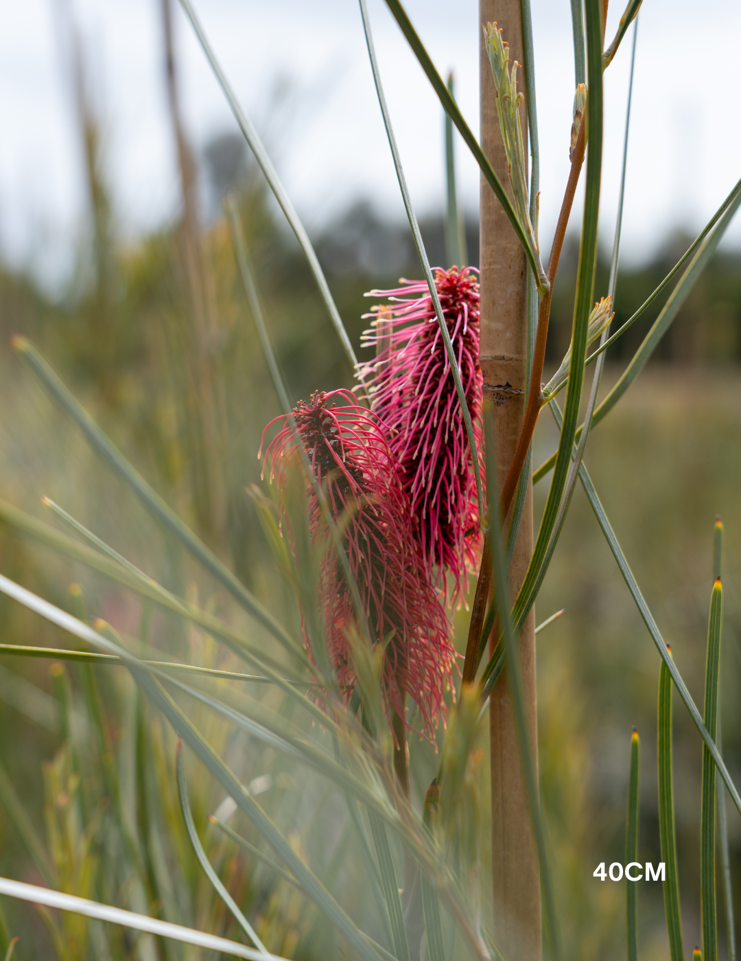 Hakea bucculenta – Red Pokers - Evergreen Trees Direct