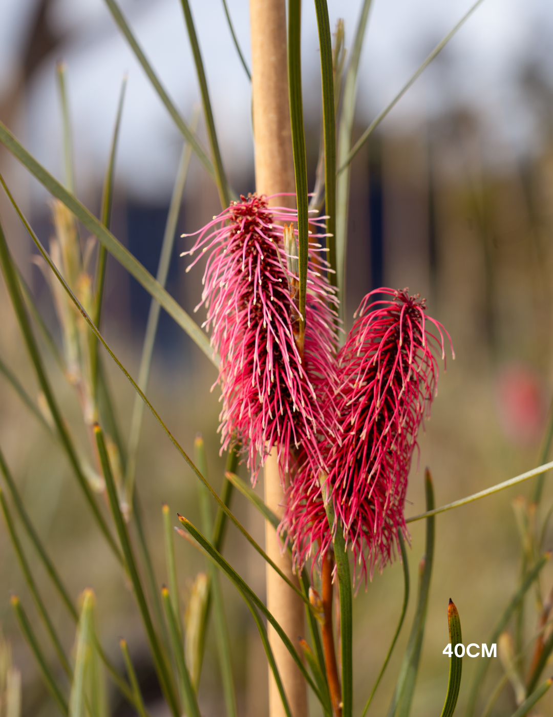Hakea bucculenta – Red Pokers - Evergreen Trees Direct