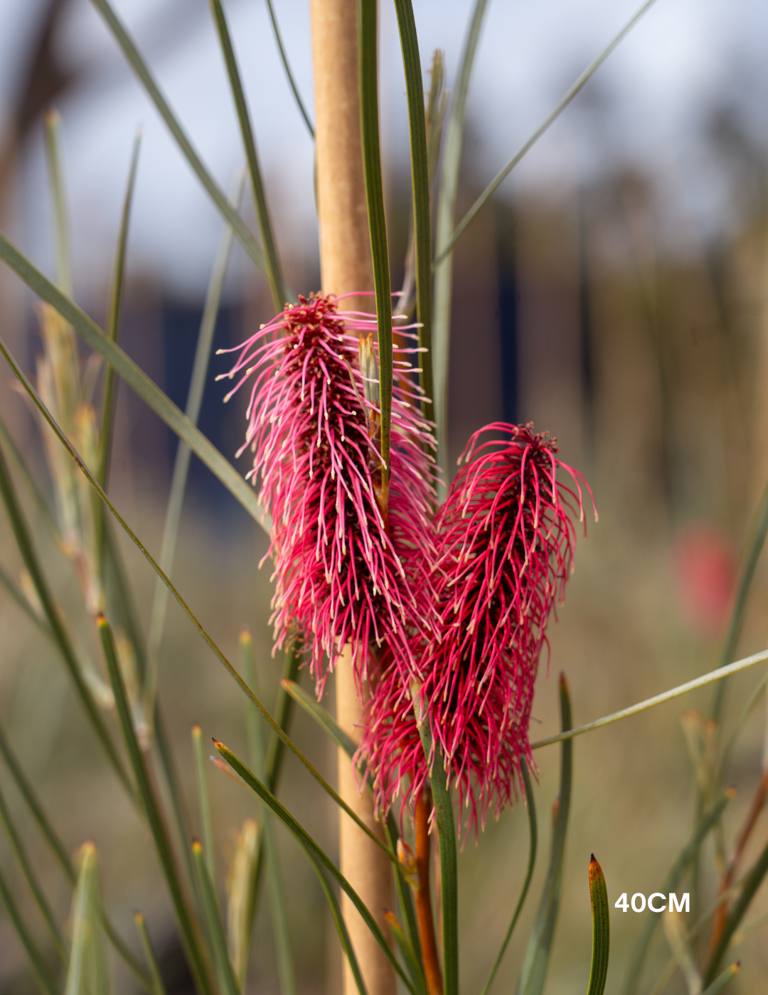 Hakea bucculenta – Red Pokers - Evergreen Trees Direct