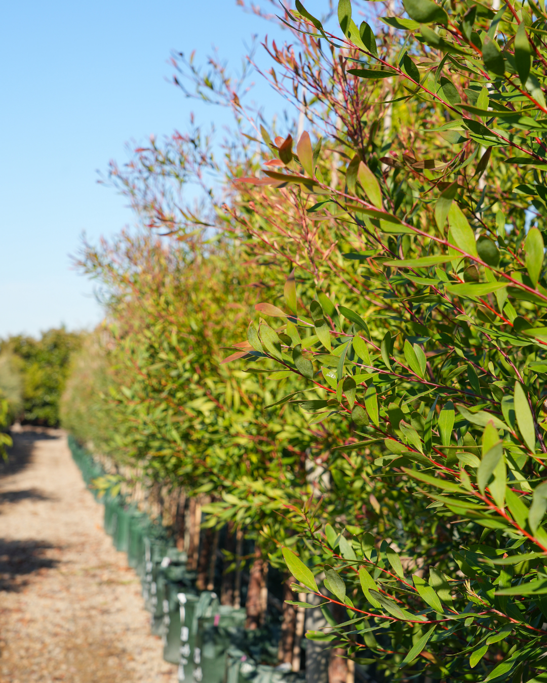 Hakea salicifolia - Willow-leaved Hakea