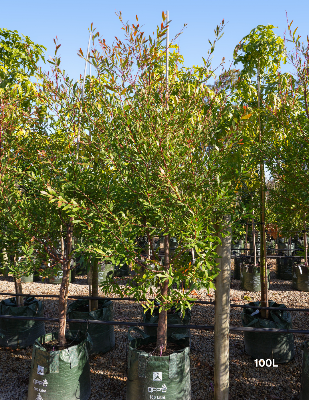 Hakea salicifolia - Willow-leaved Hakea - Evergreen Trees Direct