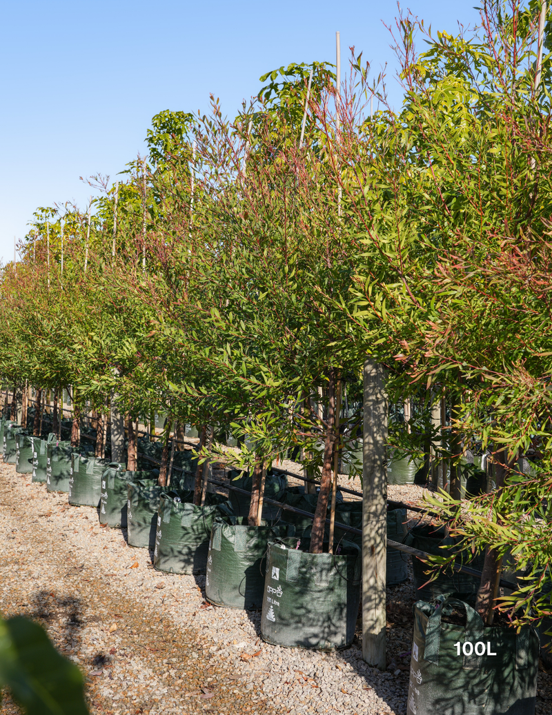 Hakea salicifolia - Willow-leaved Hakea - Evergreen Trees Direct