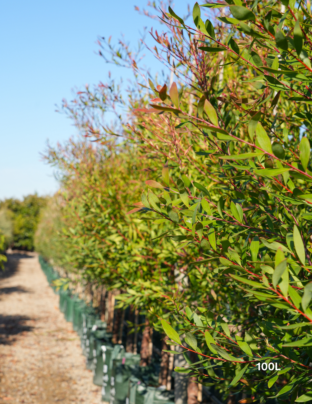 Hakea salicifolia - Willow-leaved Hakea - Evergreen Trees Direct