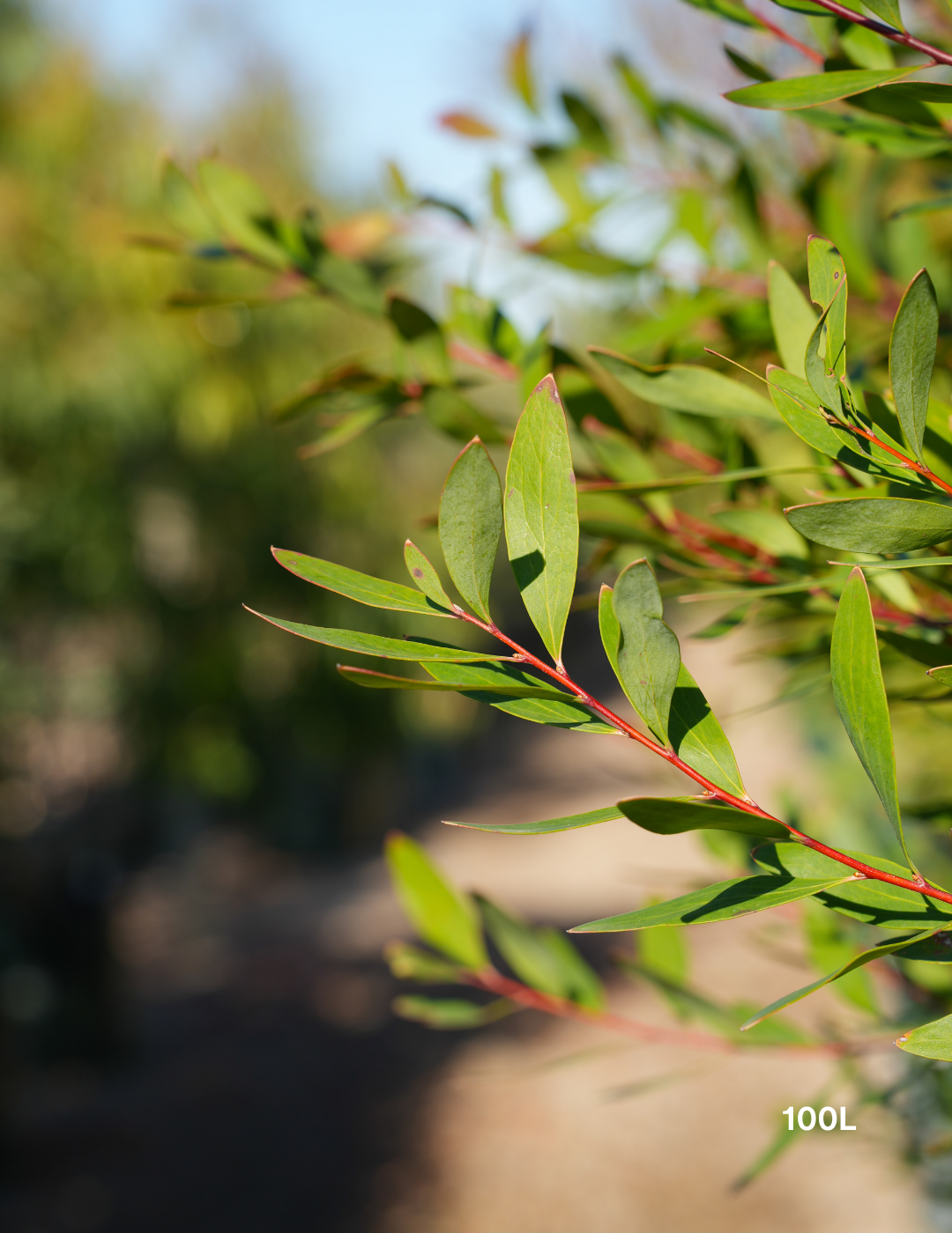 Hakea salicifolia - Willow-leaved Hakea - Evergreen Trees Direct