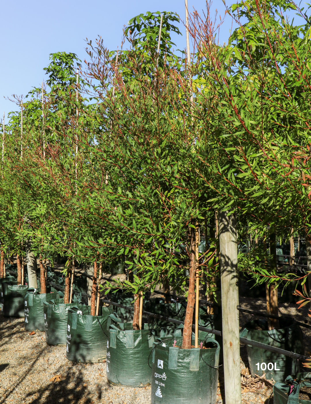 Hakea salicifolia - Willow-leaved Hakea - Evergreen Trees Direct