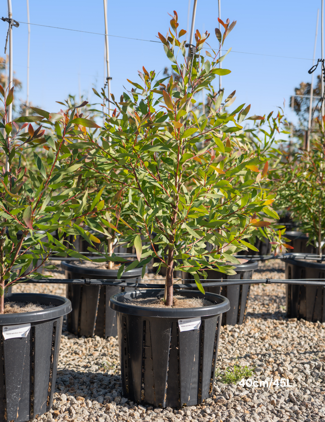Hakea salicifolia - Willow-leaved Hakea - Evergreen Trees Direct