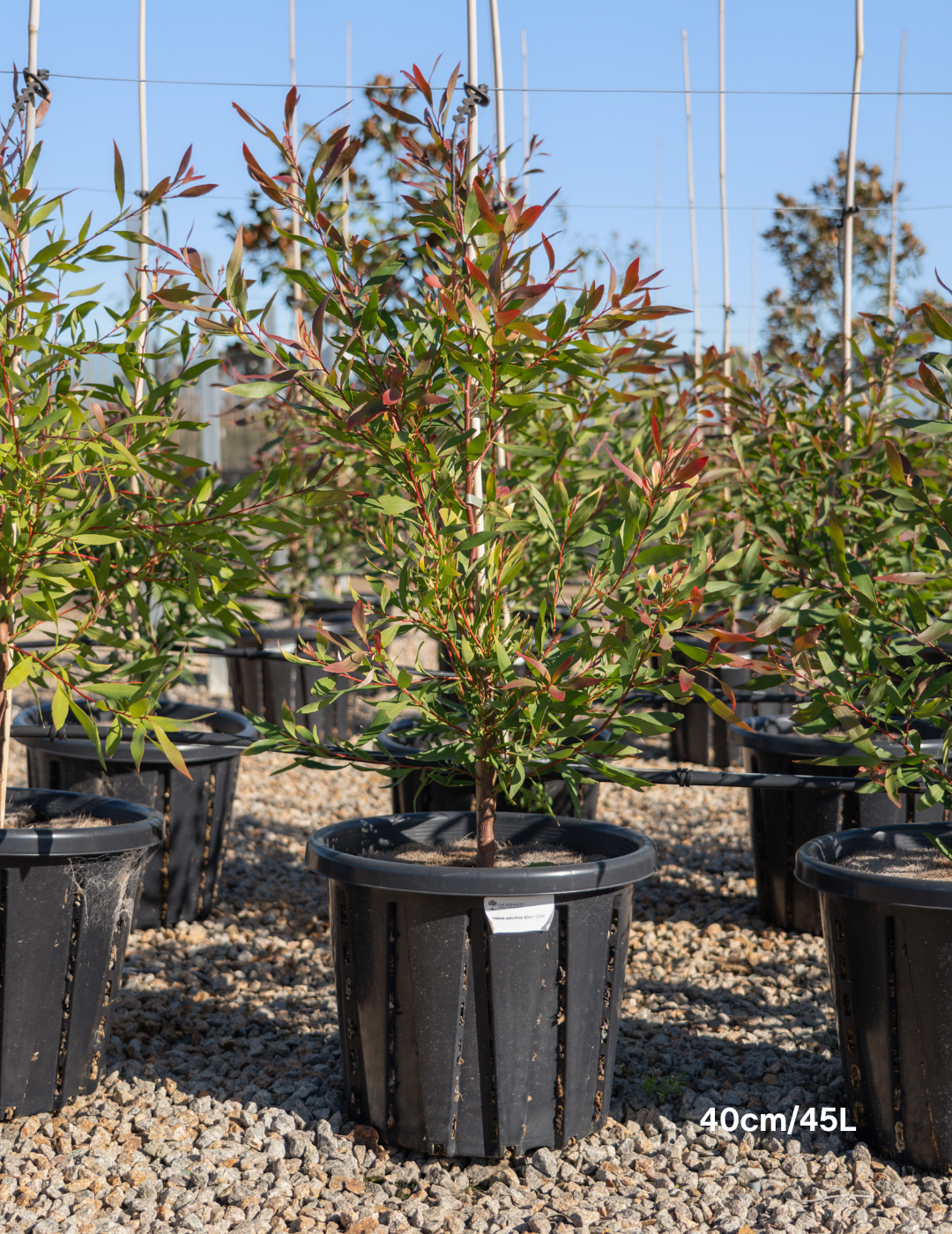 Hakea salicifolia - Willow-leaved Hakea - Evergreen Trees Direct