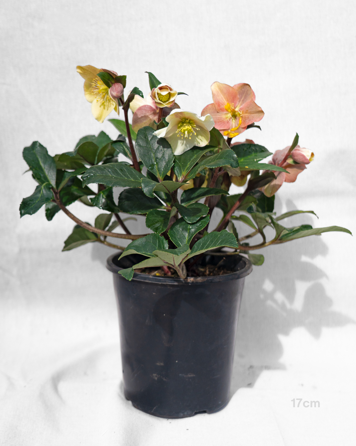Helleborus x glandorfensis 'Ice Breaker Max' – Winter Rose