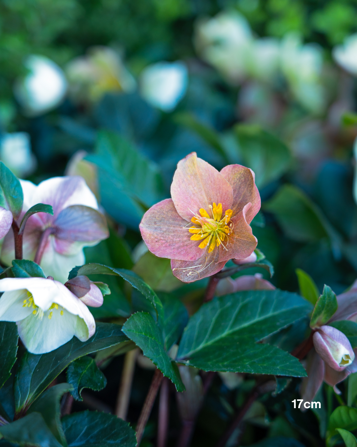 Helleborus x glandorfensis 'Ice Breaker Max' – Winter Rose