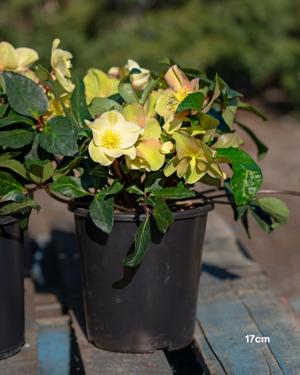 Helleborus x glandorfensis 'Ice Breaker Max' – Winter Rose
