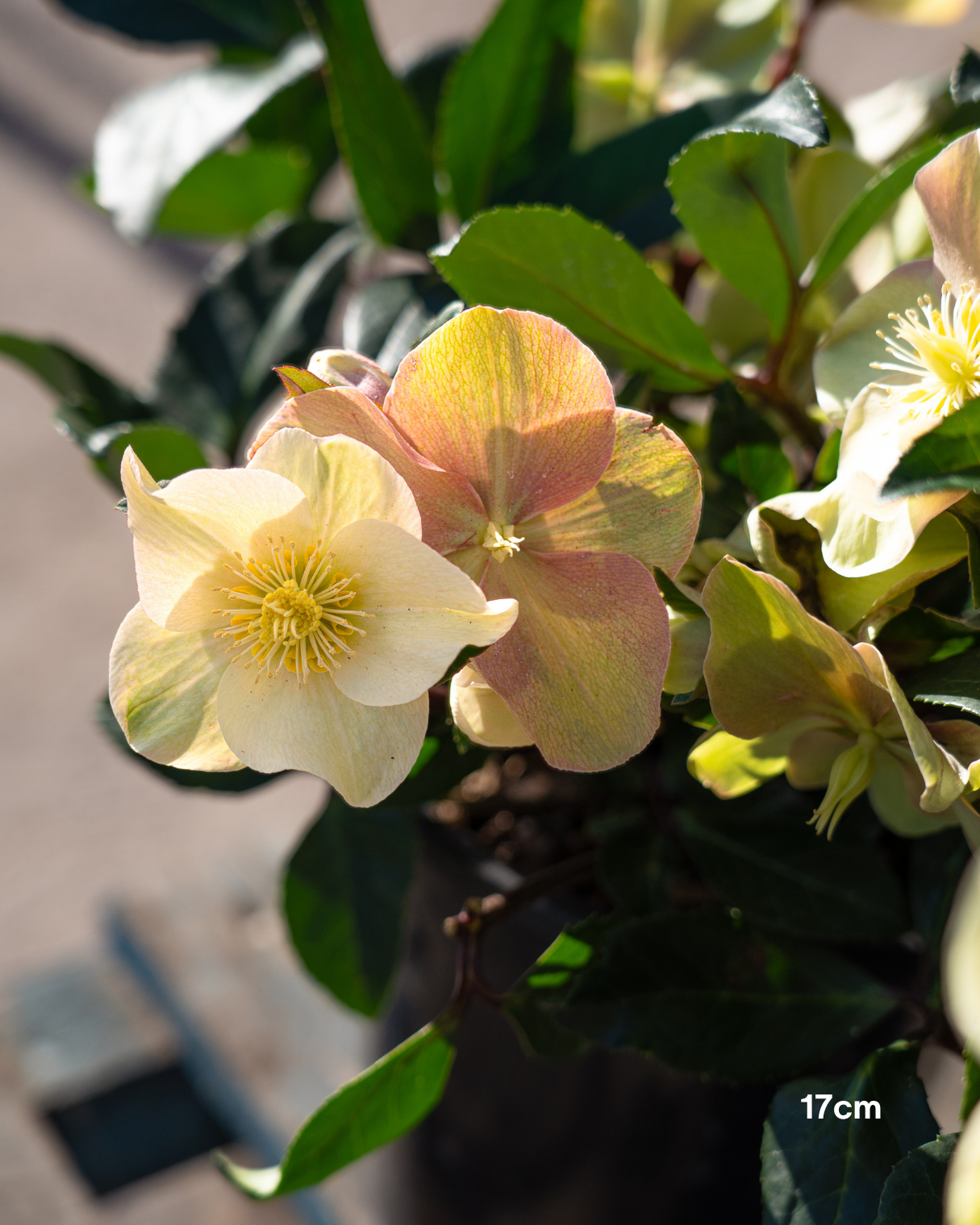 Helleborus x glandorfensis 'Ice Breaker Max' – Winter Rose