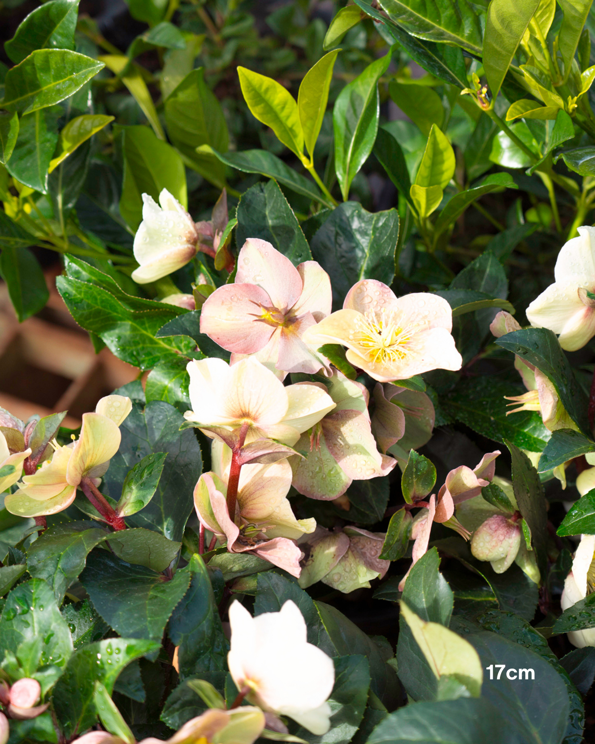 Helleborus x glandorfensis 'Ice Breaker Max' – Winter Rose