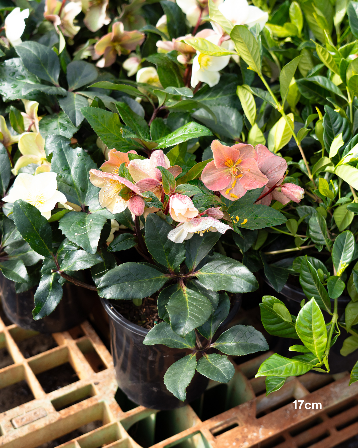 Helleborus x glandorfensis 'Ice Breaker Max' – Winter Rose