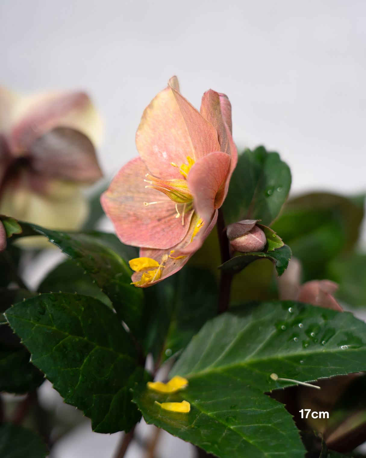 Helleborus x glandorfensis 'Ice Breaker Max' – Winter Rose
