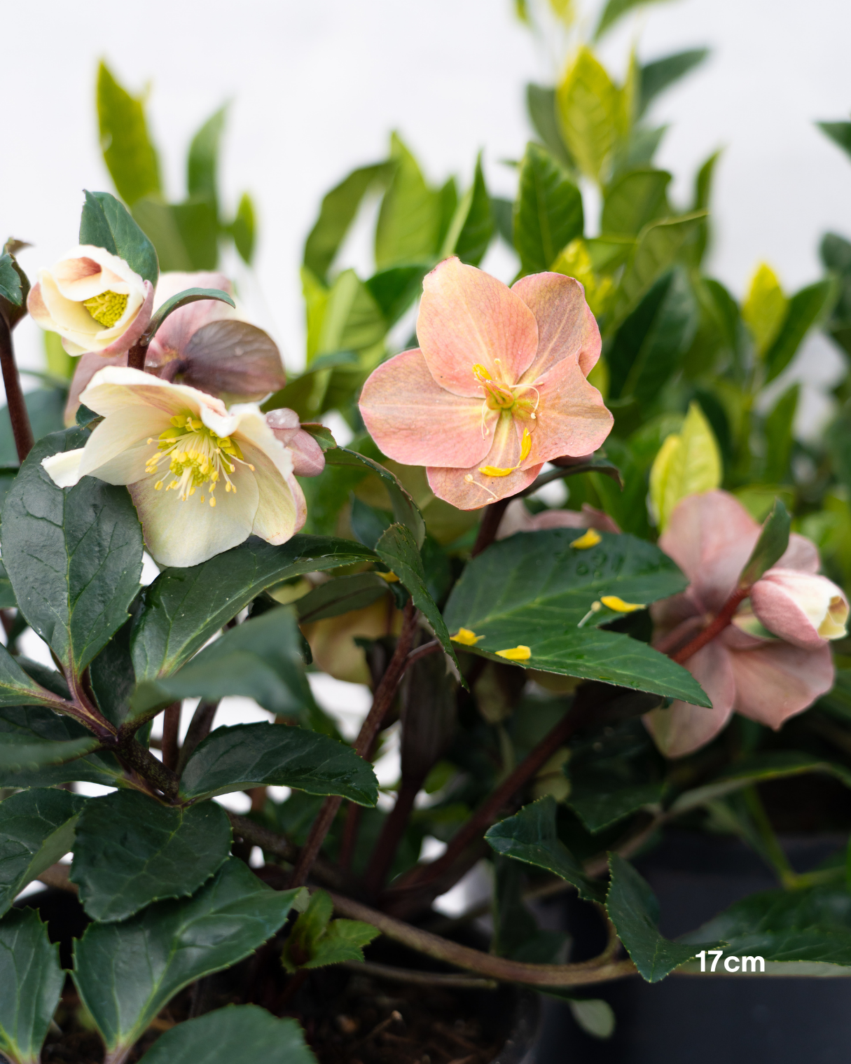 Helleborus x glandorfensis 'Ice Breaker Max' – Winter Rose