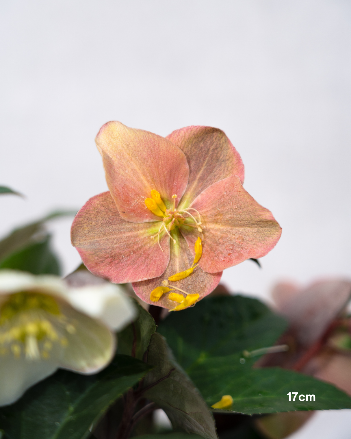 Helleborus x glandorfensis 'Ice Breaker Max' – Winter Rose