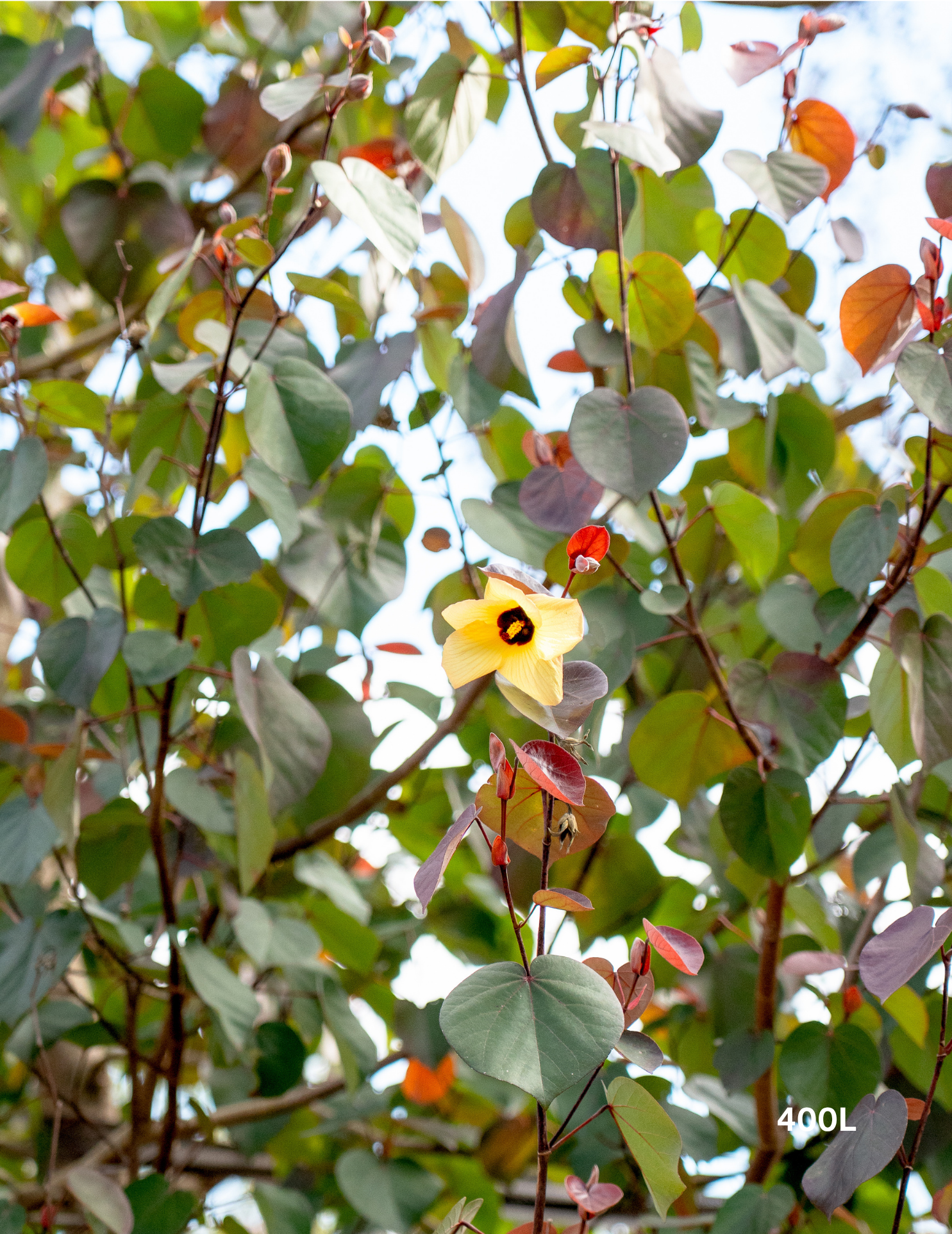 Hibiscus tiliaceus rubra Cottonwood