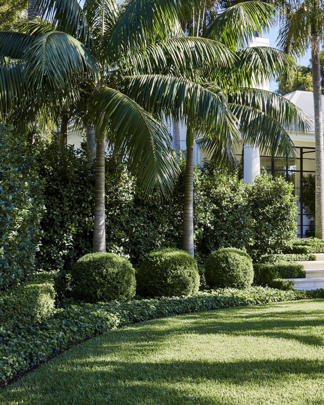 Howea forsteriana – Kentia Palm