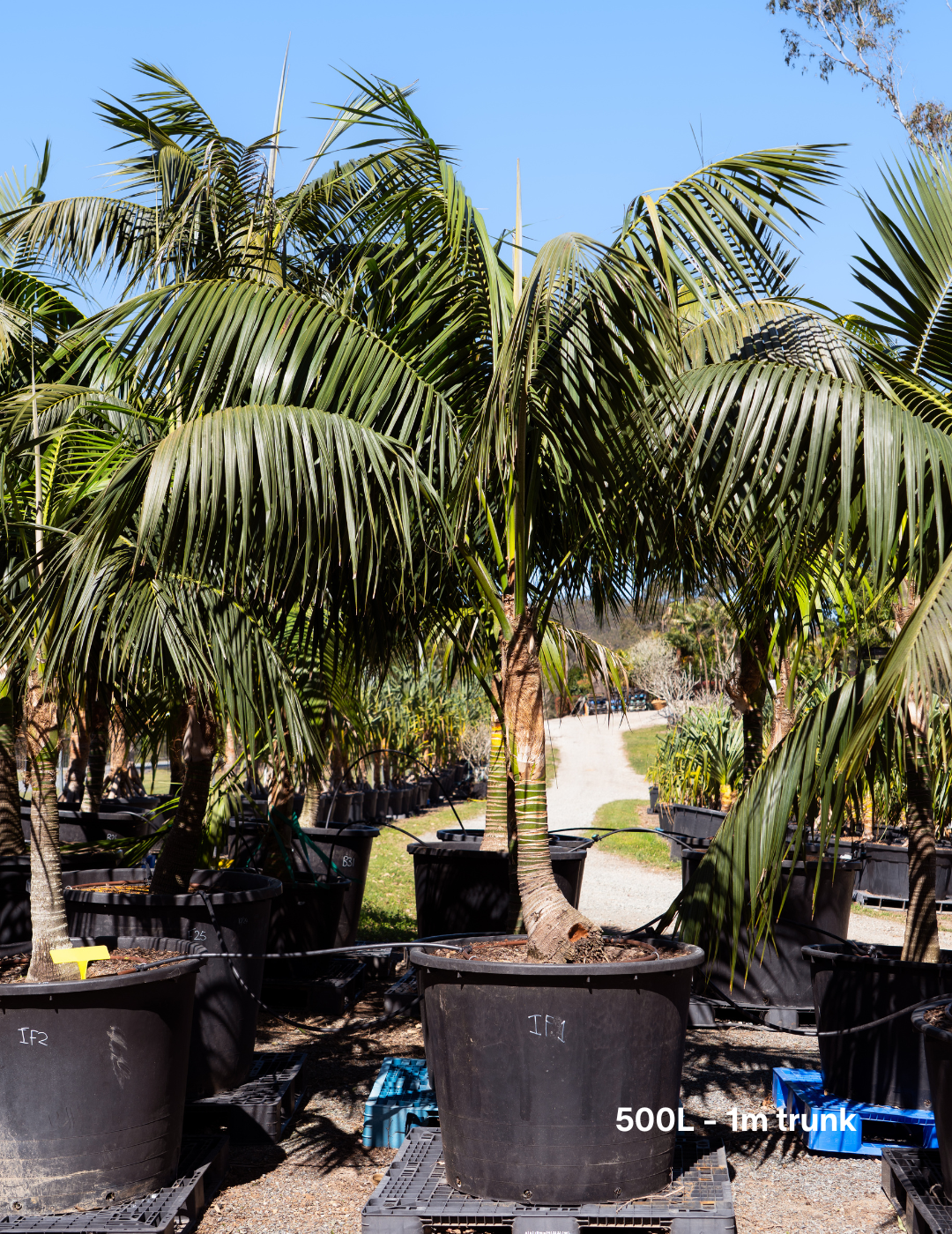 Howea forsteriana – Kentia Palm - Evergreen Trees Direct