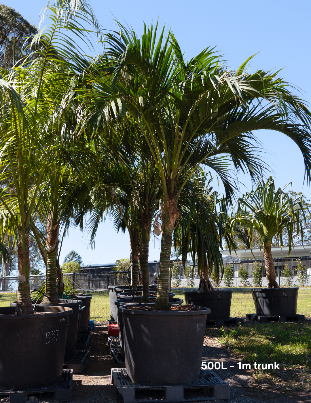 Howea forsteriana – Kentia Palm
