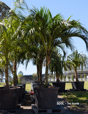 Howea forsteriana – Kentia Palm - Evergreen Trees Direct