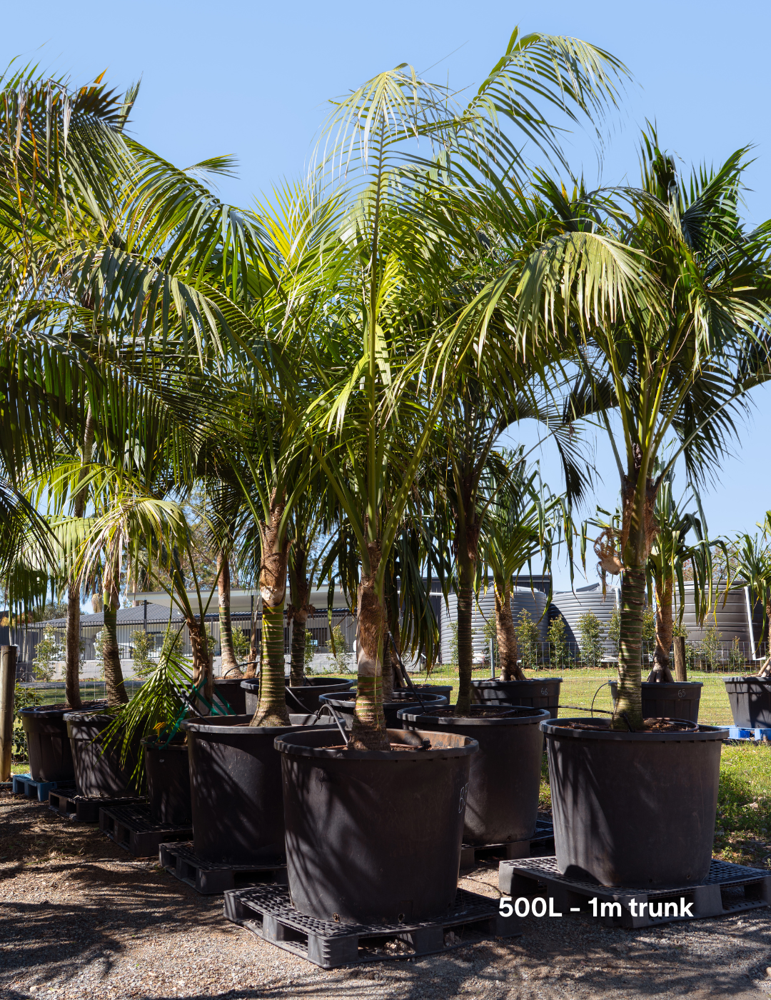 Howea forsteriana – Kentia Palm - Evergreen Trees Direct