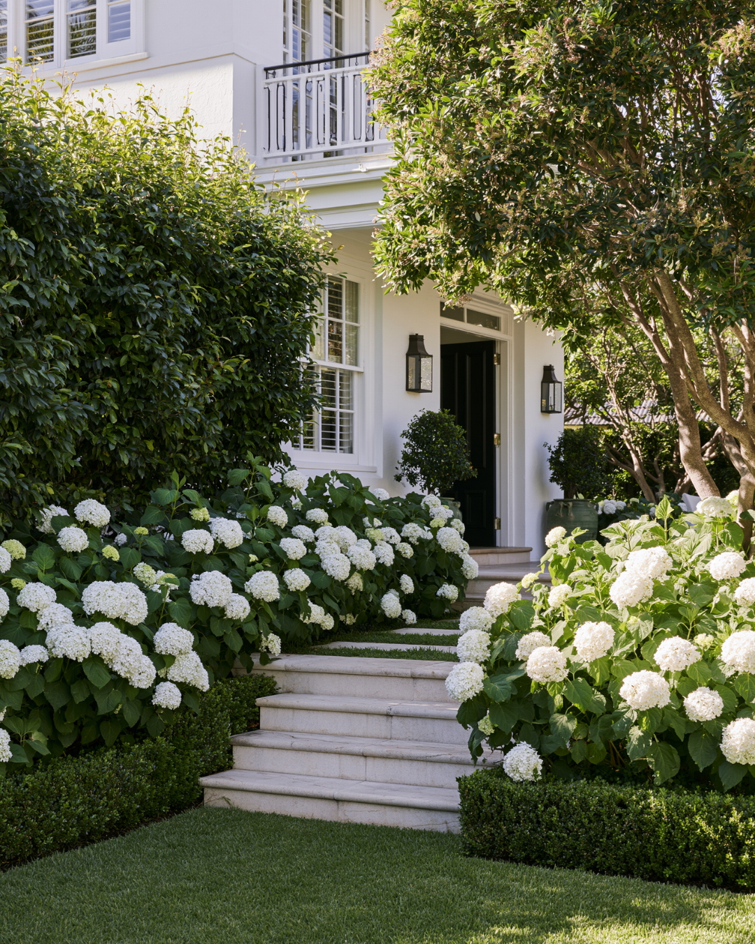 Hydrangea macrophylla 'Bridal Bouquet' - Bridal Bouquet Hydrangea