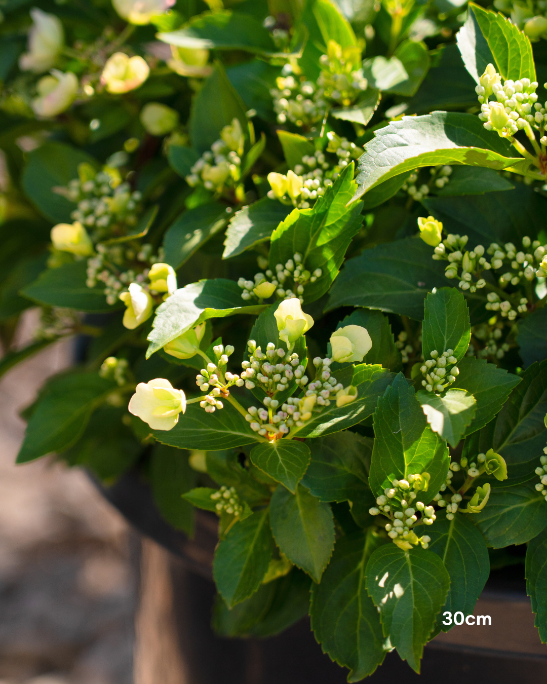Hydrangea 'Runaway Bride' - Runaway Bride Hydrangea