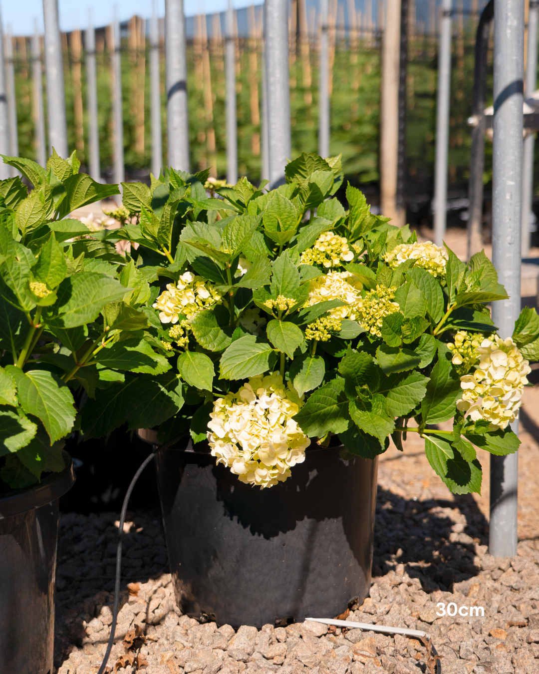 Hydrangea 'Runaway Bride' - Runaway Bride Hydrangea