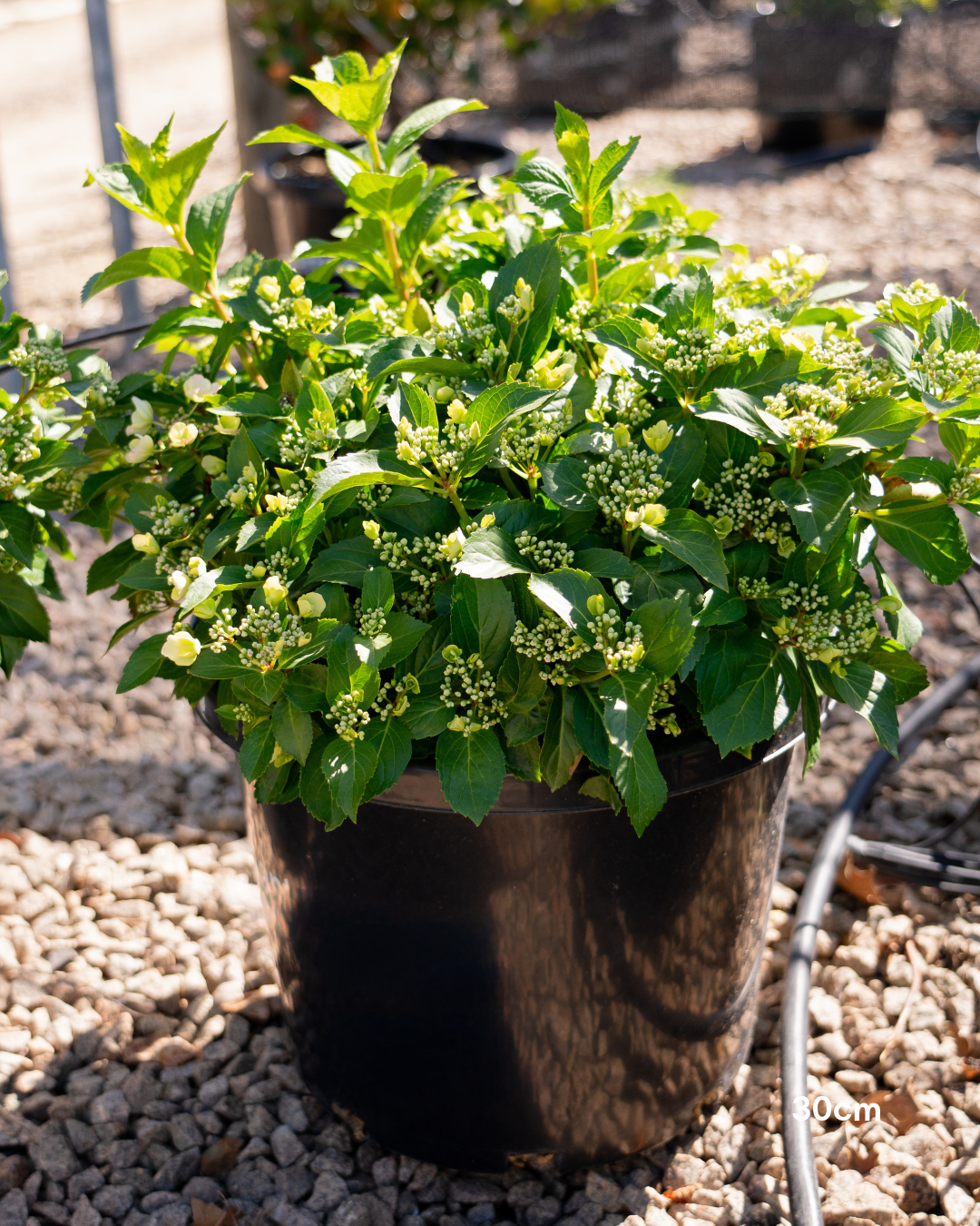 Hydrangea 'Runaway Bride' - Runaway Bride Hydrangea