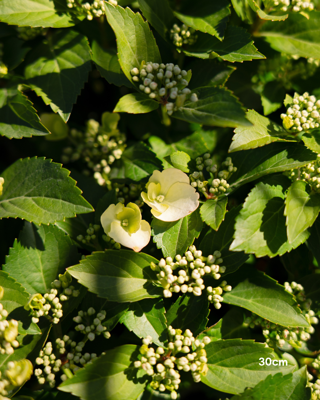 Hydrangea 'Runaway Bride' - Runaway Bride Hydrangea