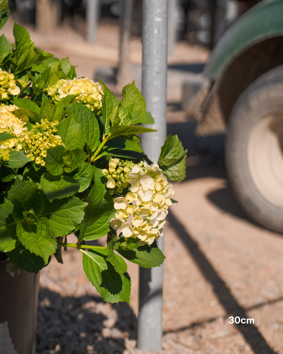 Hydrangea 'Runaway Bride' - Runaway Bride Hydrangea