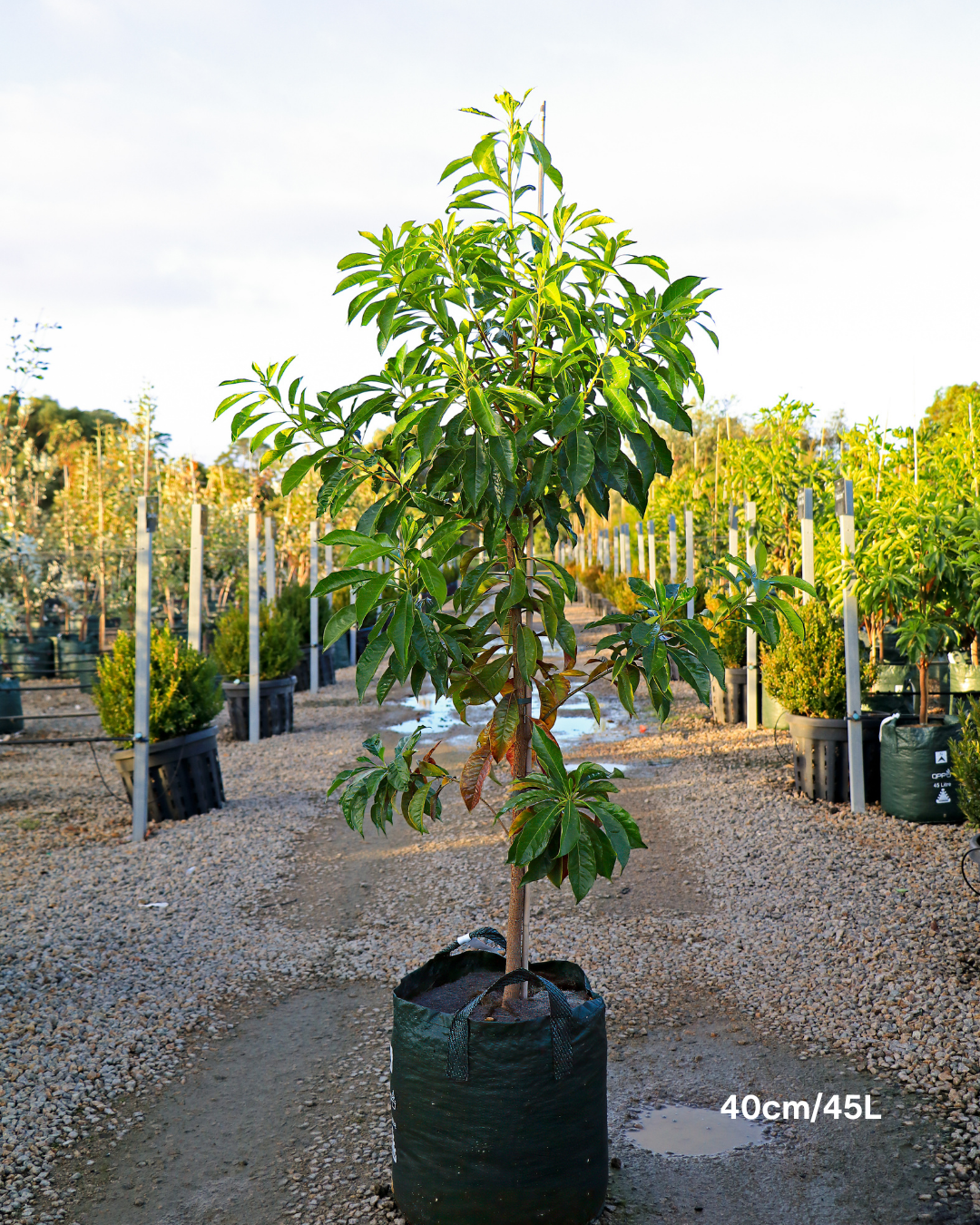 Hymenosporum flavum