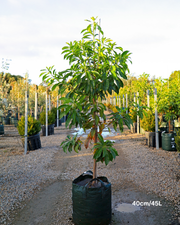 Hymenosporum flavum - Native Frangipani