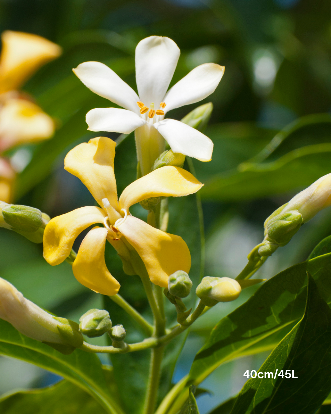 Hymenosporum flavum - Native Frangipani