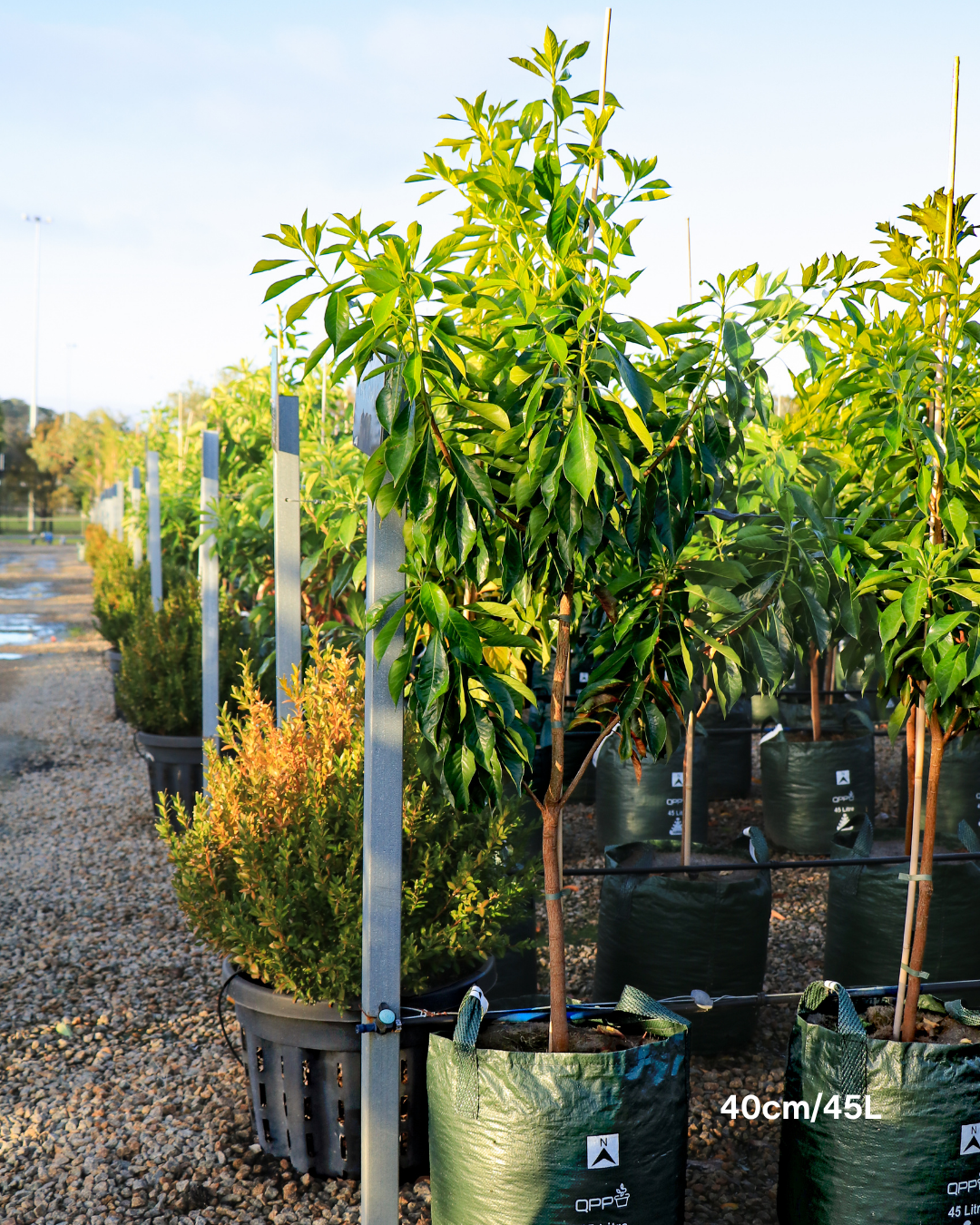 Hymenosporum flavum - Native Frangipani