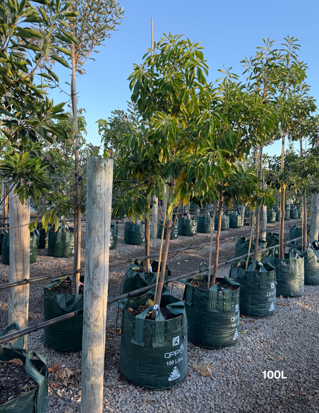 Hymenosporum flavum - Native Frangipani - Evergreen Trees Direct